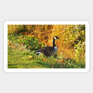 Canada Goose Walking Down A Hill Sticker